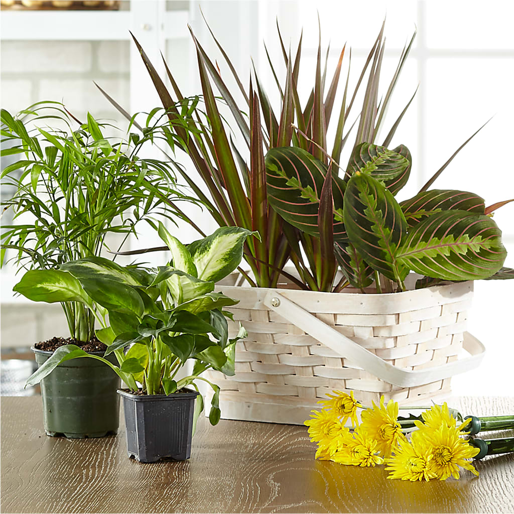 Florist Designed Blooming and Green Plants in a Basket – DANNY'S FLOWERS & GIFTS, Livonia MI