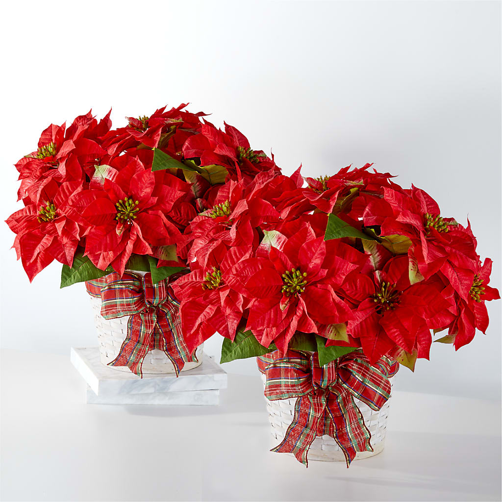 Happiest Holidays Poinsettia Bundle – DANNY'S FLOWERS & GIFTS, Livonia MI