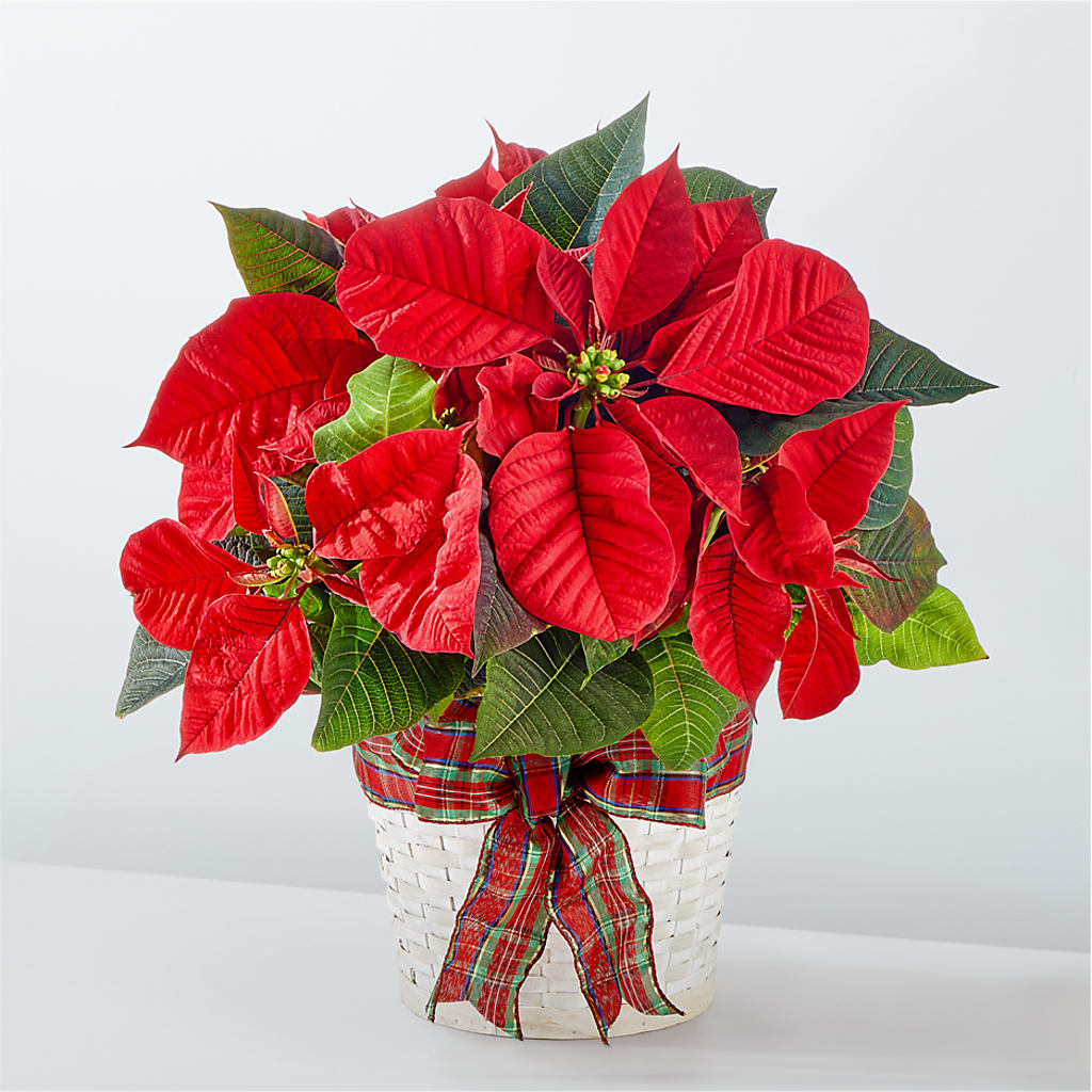 Happiest Holidays Poinsettia – DANNY'S FLOWERS & GIFTS, Livonia MI