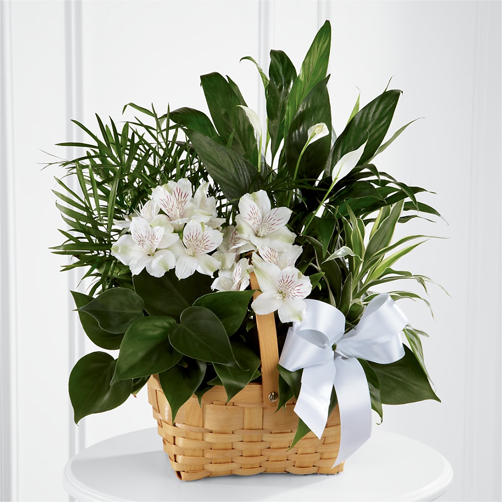 Peace & Serenity Dishgarden – DANNY'S FLOWERS & GIFTS, Livonia MI