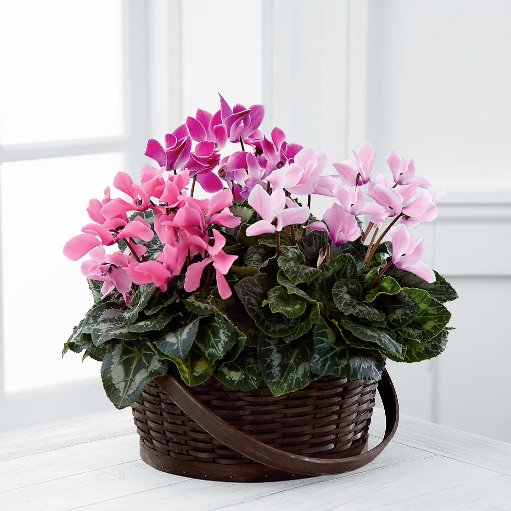 Mixed Cyclamen Planter – DANNY'S FLOWERS & GIFTS, Livonia MI