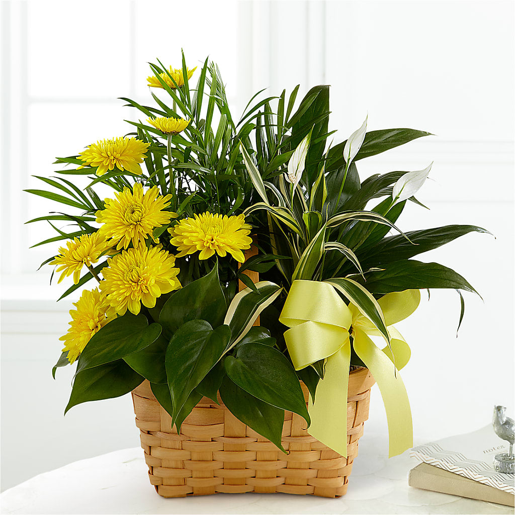 Loving Light Dishgarden – DANNY'S FLOWERS & GIFTS, Livonia MI