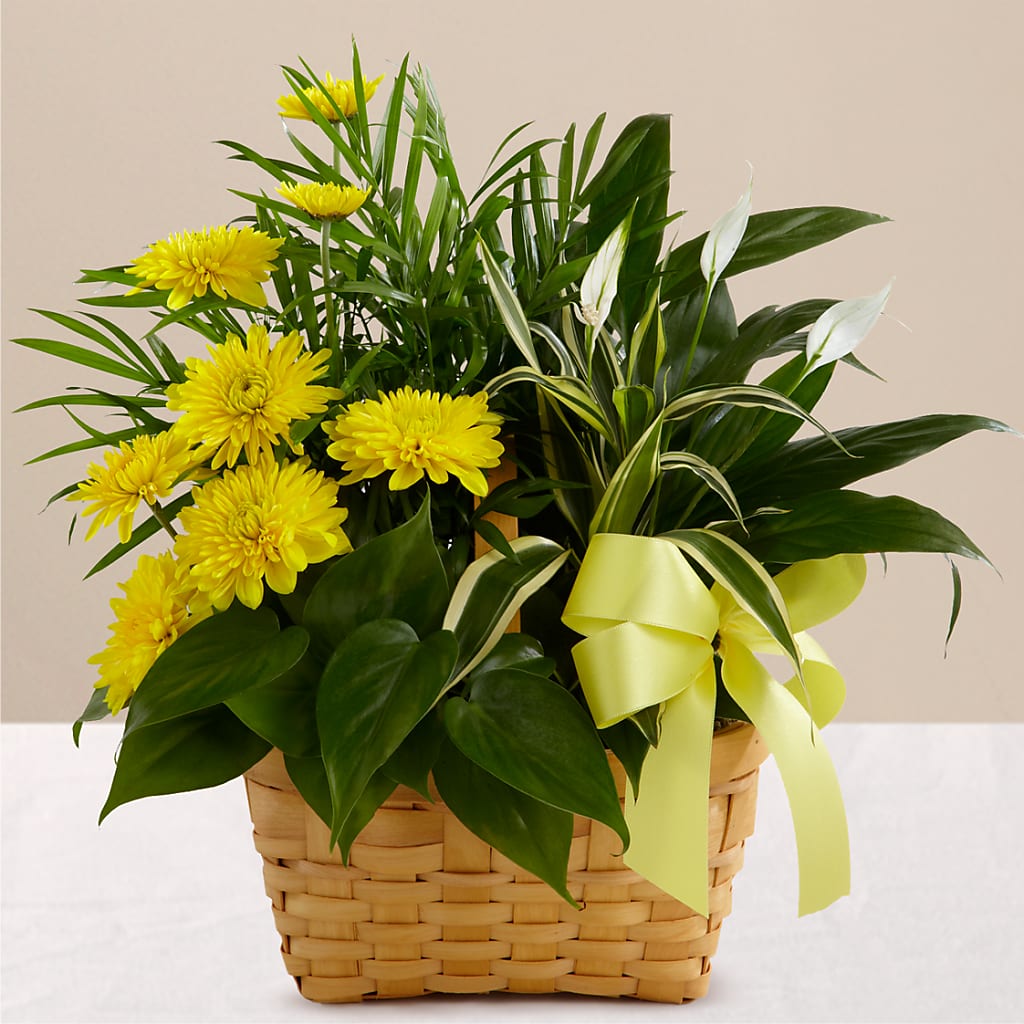 Loving Light Dishgarden – DANNY'S FLOWERS & GIFTS, Livonia MI