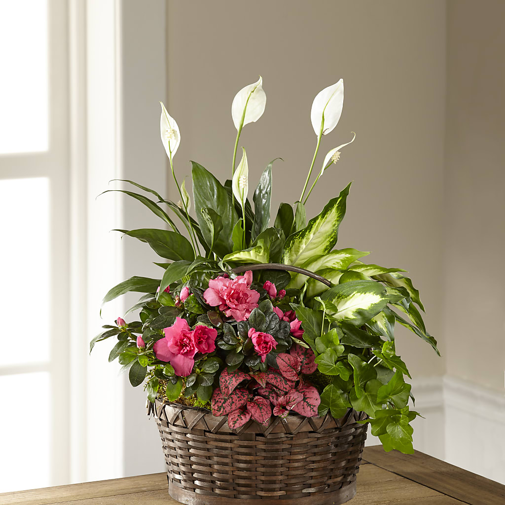 Dream in Pink Dishgarden – DANNY'S FLOWERS & GIFTS, Livonia MI