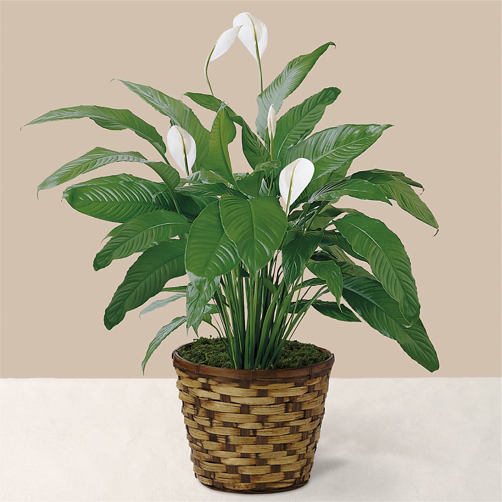 Tranquil Moments Peace Lily Plant – DANNY'S FLOWERS & GIFTS, Livonia MI