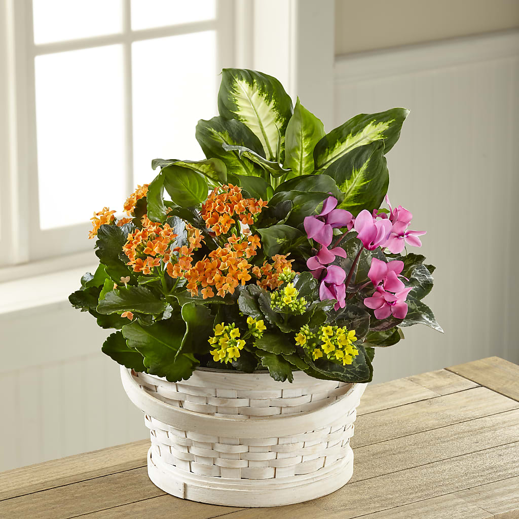 Color Crush Dishgarden – DANNY'S FLOWERS & GIFTS, Livonia MI