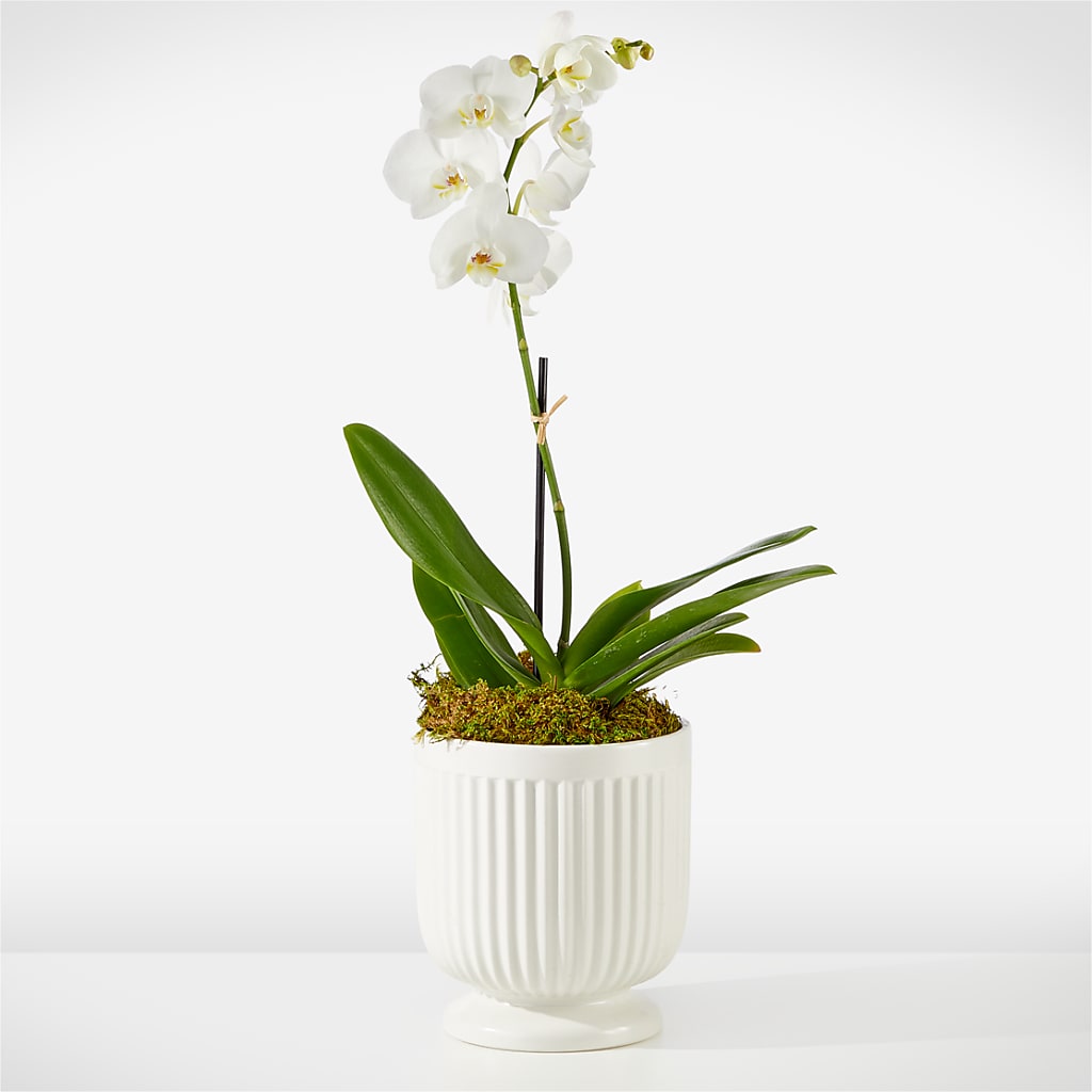 Whispering White Orchid – DANNY'S FLOWERS & GIFTS, Livonia MI