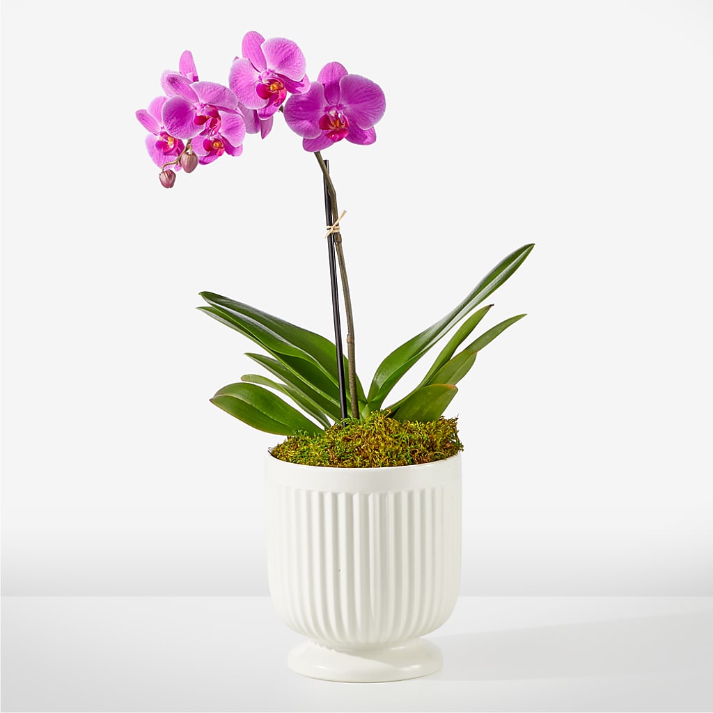 Friendly Fuchsia Orchid – DANNY'S FLOWERS & GIFTS, Livonia MI