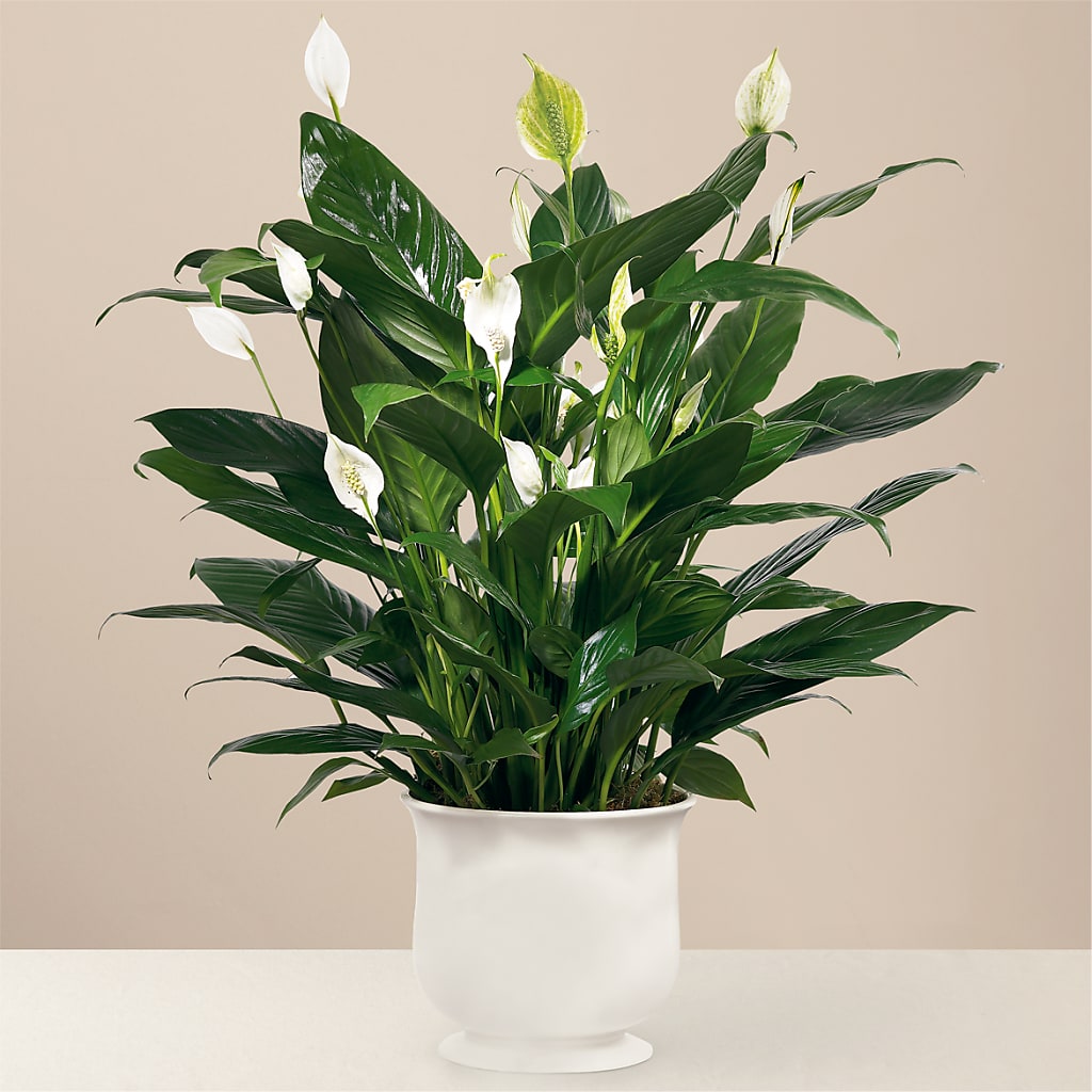 Comfort Planter – DANNY'S FLOWERS & GIFTS, Livonia MI