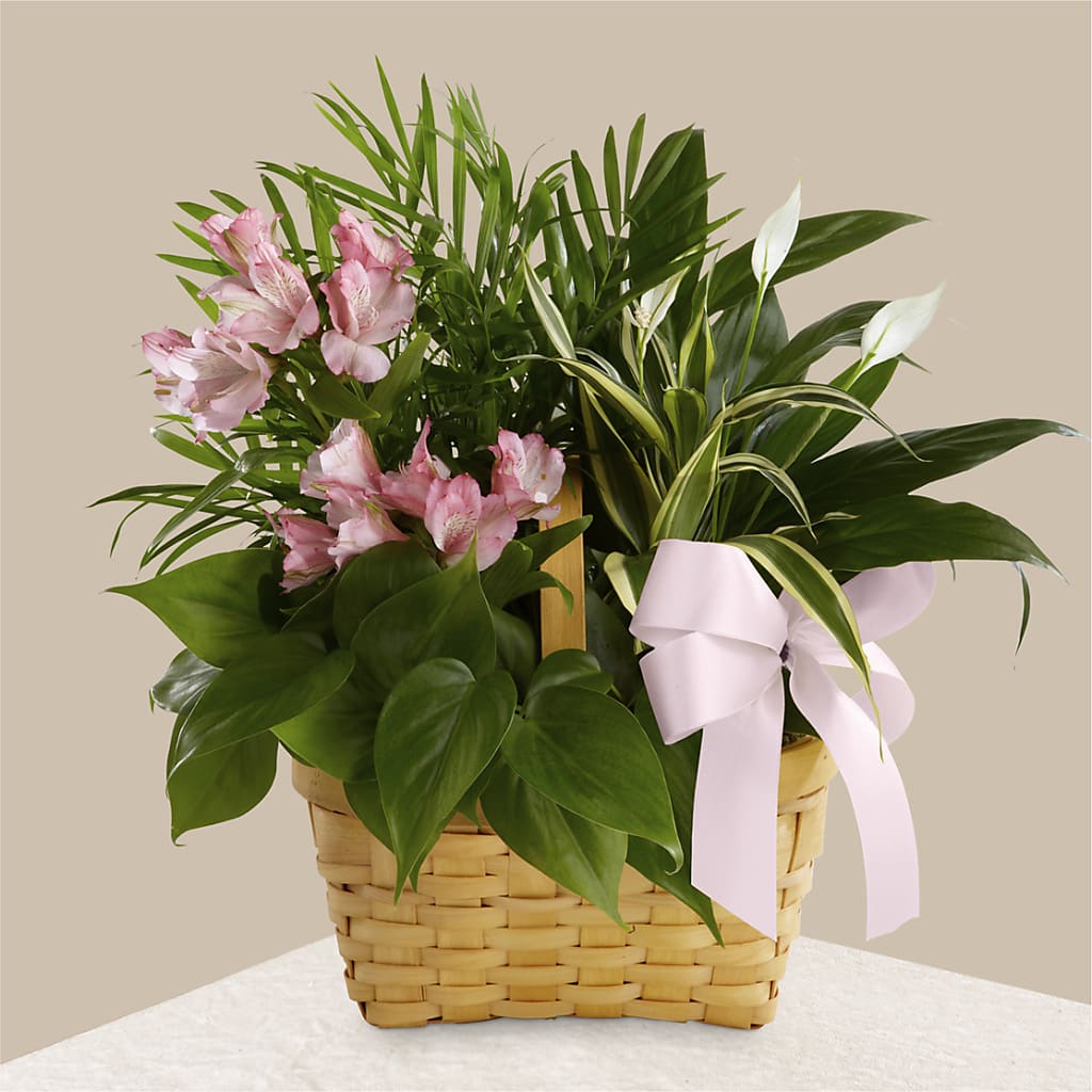 Living Spirit Dishgarden – DANNY'S FLOWERS & GIFTS, Livonia MI