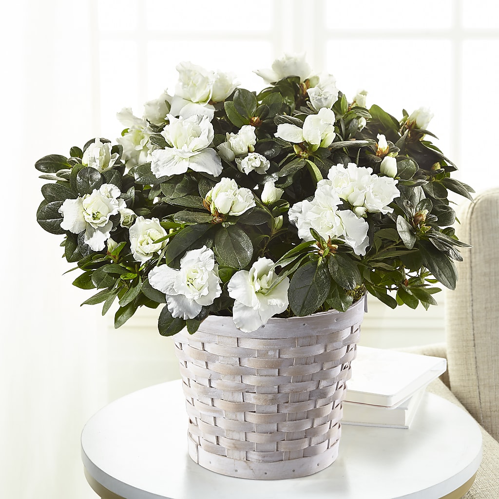 White Azalea Plant – DANNY'S FLOWERS & GIFTS, Livonia MI