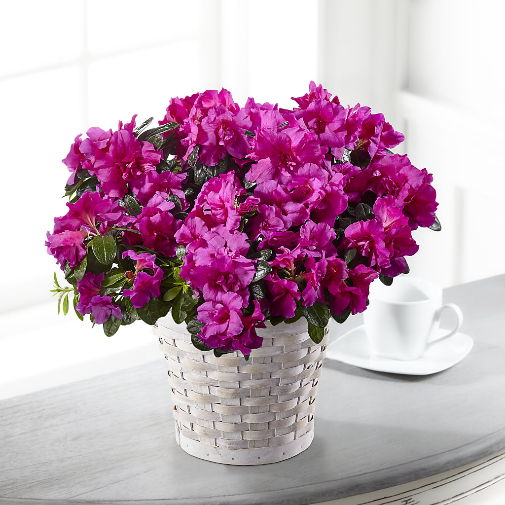 Hope & Serenity Azalea Plant – DANNY'S FLOWERS & GIFTS, Livonia MI