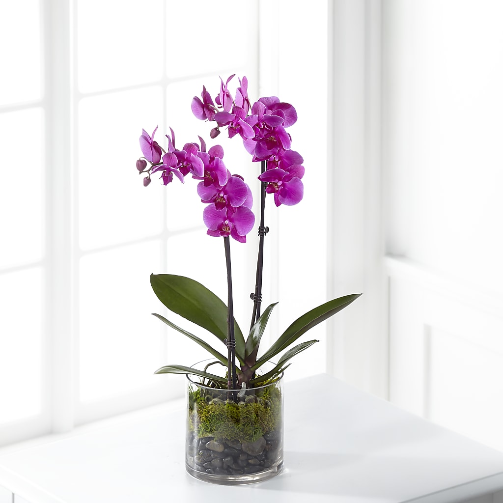 Pink Orchid Plant – DANNY'S FLOWERS & GIFTS, Livonia MI