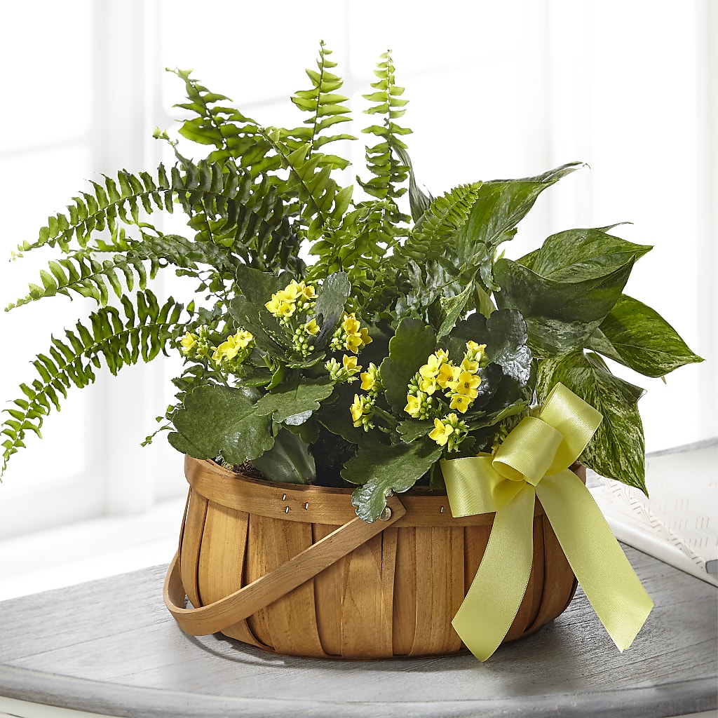 Always Dear Dishgarden – DANNY'S FLOWERS & GIFTS, Livonia MI