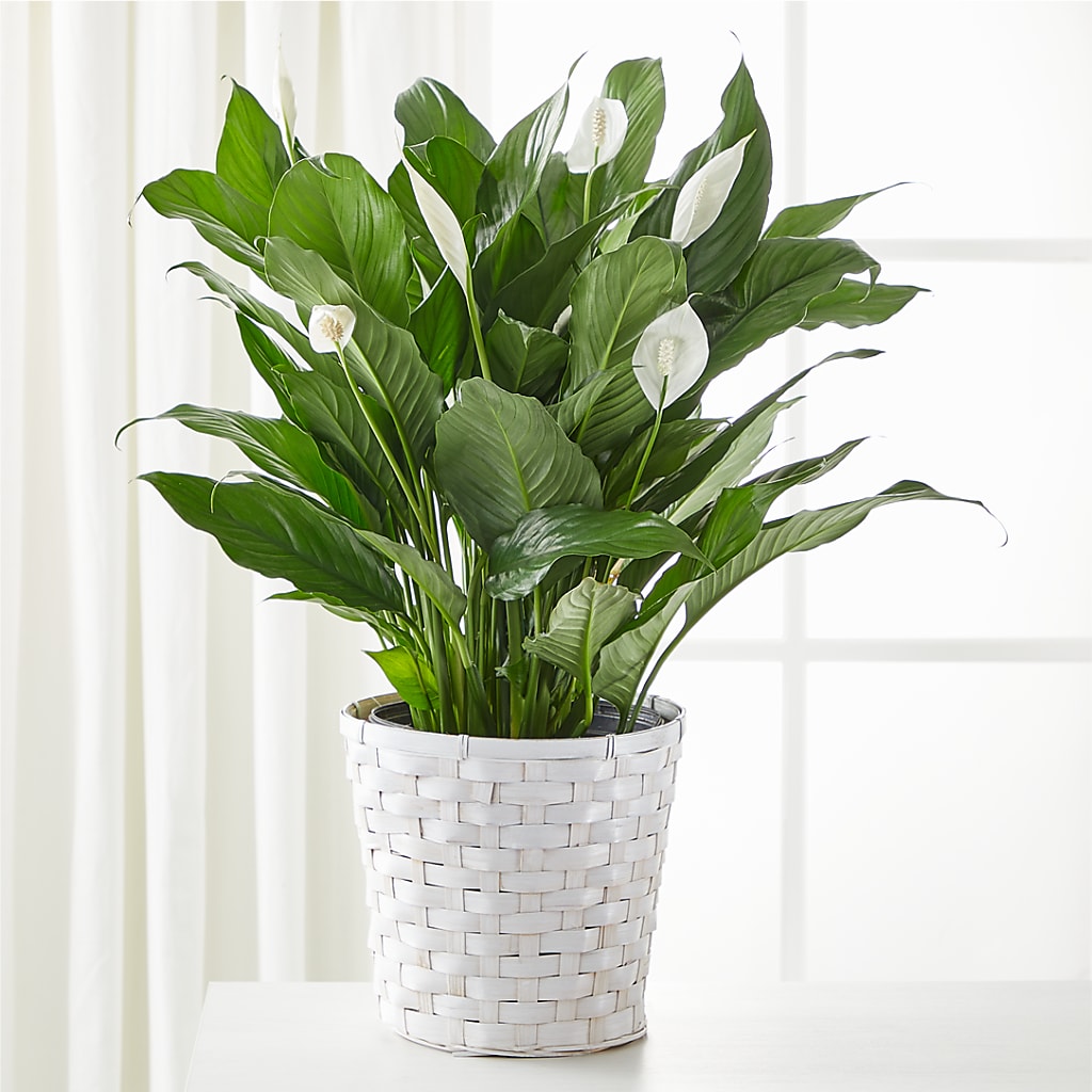 A New Leaf Peace Lily – DANNY'S FLOWERS & GIFTS, Livonia MI