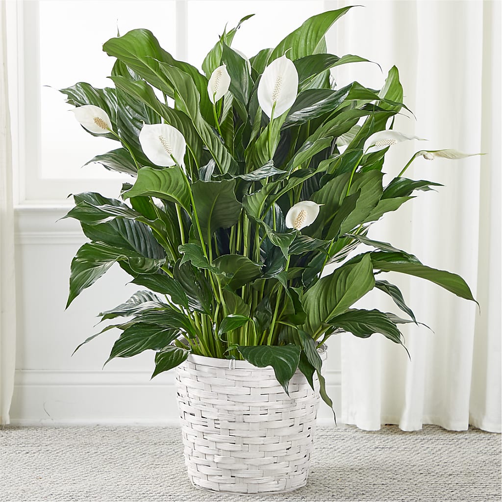 A New Leaf Peace Lily – DANNY'S FLOWERS & GIFTS, Livonia MI