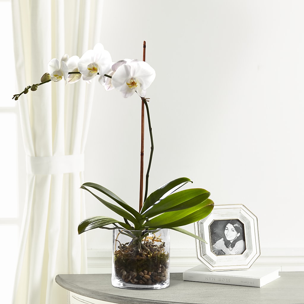 White Orchid Planter – DANNY'S FLOWERS & GIFTS, Livonia MI