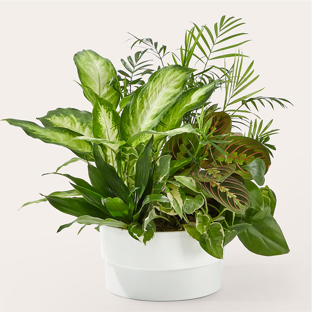Radiating Positivity Dishgarden – DANNY'S FLOWERS & GIFTS, Livonia MI