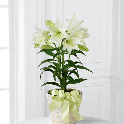 Easter Lily Plant – DANNY'S FLOWERS & GIFTS, Livonia MI