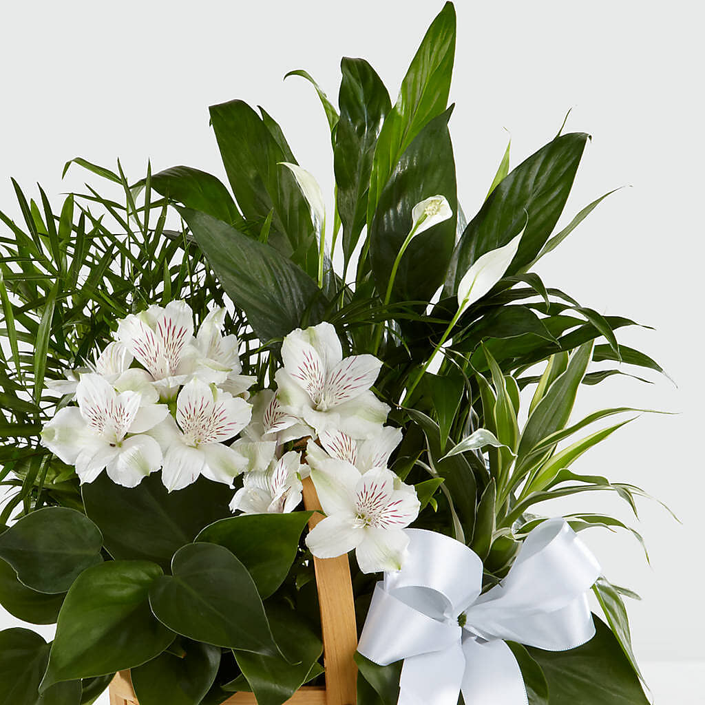 Peace & Serenity Dishgarden – DANNY'S FLOWERS & GIFTS, Livonia MI