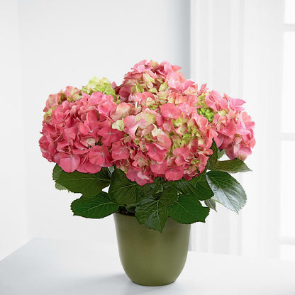 Pink Hydrangea Planter – DANNY'S FLOWERS & GIFTS, Livonia MI