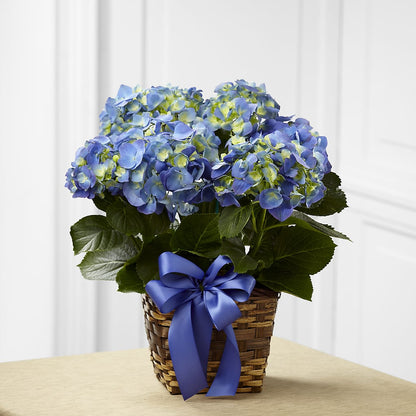 Blue Hydrangea Planter – DANNY'S FLOWERS & GIFTS, Livonia MI