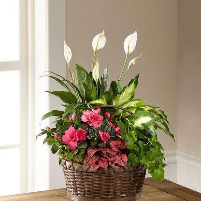 Dream in Pink Dishgarden – DANNY'S FLOWERS & GIFTS, Livonia MI