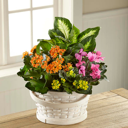 Color Crush Dishgarden – DANNY'S FLOWERS & GIFTS, Livonia MI