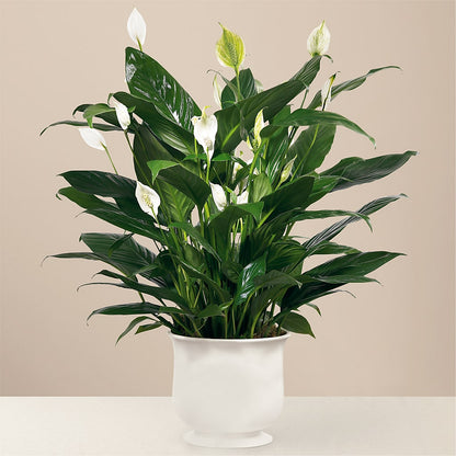 Comfort Planter – DANNY'S FLOWERS & GIFTS, Livonia MI