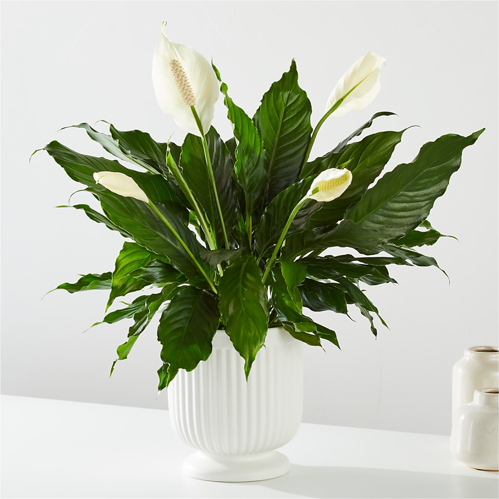 Comfort Planter – DANNY'S FLOWERS & GIFTS, Livonia MI