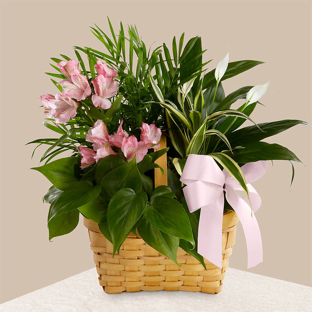 Living Spirit Dishgarden – DANNY'S FLOWERS & GIFTS, Livonia MI