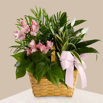 Living Spirit Dishgarden – DANNY'S FLOWERS & GIFTS, Livonia MI