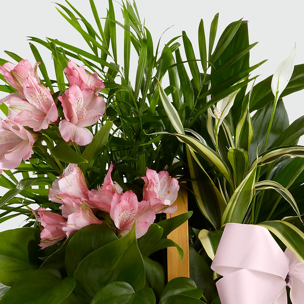 Living Spirit Dishgarden – DANNY'S FLOWERS & GIFTS, Livonia MI