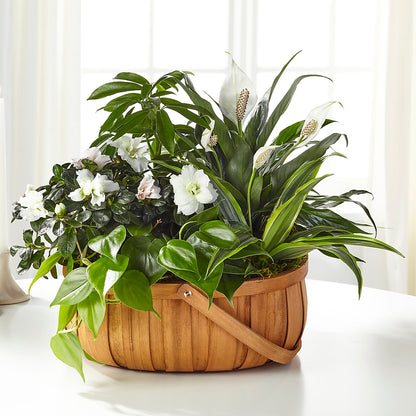 Serene Dishgarden – DANNY'S FLOWERS & GIFTS, Livonia MI
