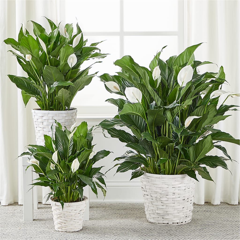A New Leaf Peace Lily – DANNY'S FLOWERS & GIFTS, Livonia MI