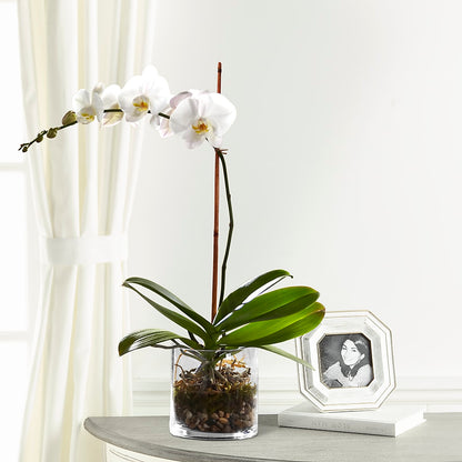 White Orchid Planter – DANNY'S FLOWERS & GIFTS, Livonia MI